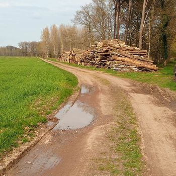 So ein Baumstam ist schon ne Wucht. Unterwegs habe ich einen Stamm mit 1m Durchmesser entdeckt. Leider vom Borkenkäfer angeriffen :(